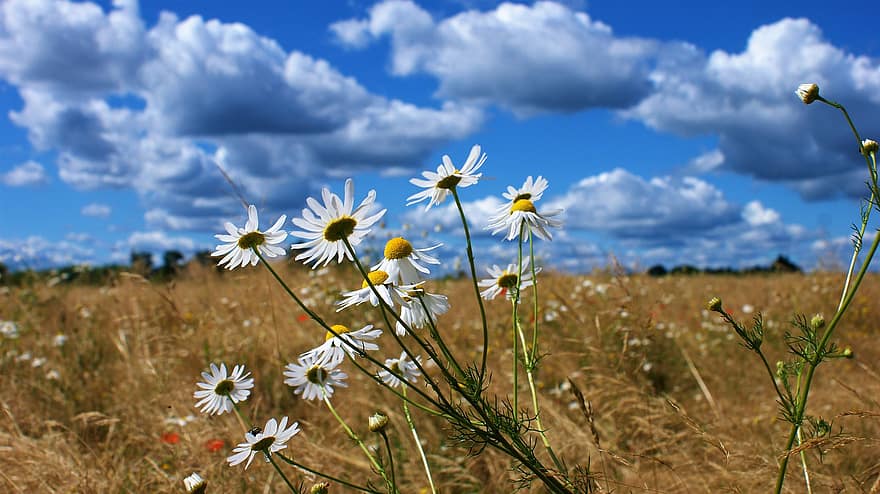 cánh đồng, hoa cúc, những đám mây, hoa, cánh hoa, mùi, sắc đẹp, vẻ đẹp, lãng mạn, rau