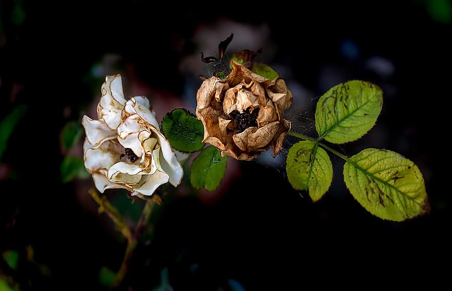 Roses, Flowers, Withered, Fall, Autumn, Wilted, Dry Roses, Dry Flowers, Tiresome Roses, Herbarium, Color Of Fall