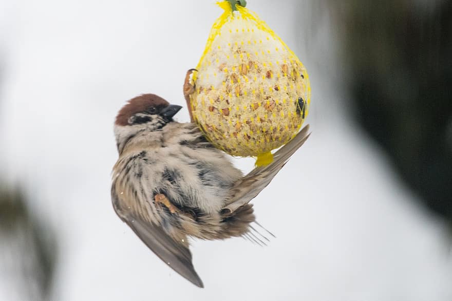 Sparrow, Bird, Tallow Ball, Food, Feed, Animal, Wildlife, Feathers, Plumage, Beak, Nature
