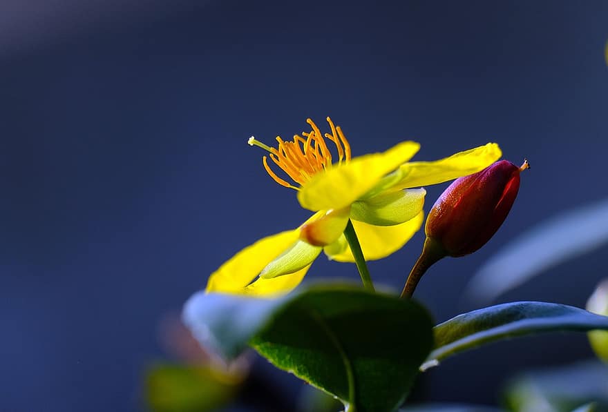 hipercum, kwiat, żółty kwiat, płatki, żółte płatki, kwitnąć, roślina, flora