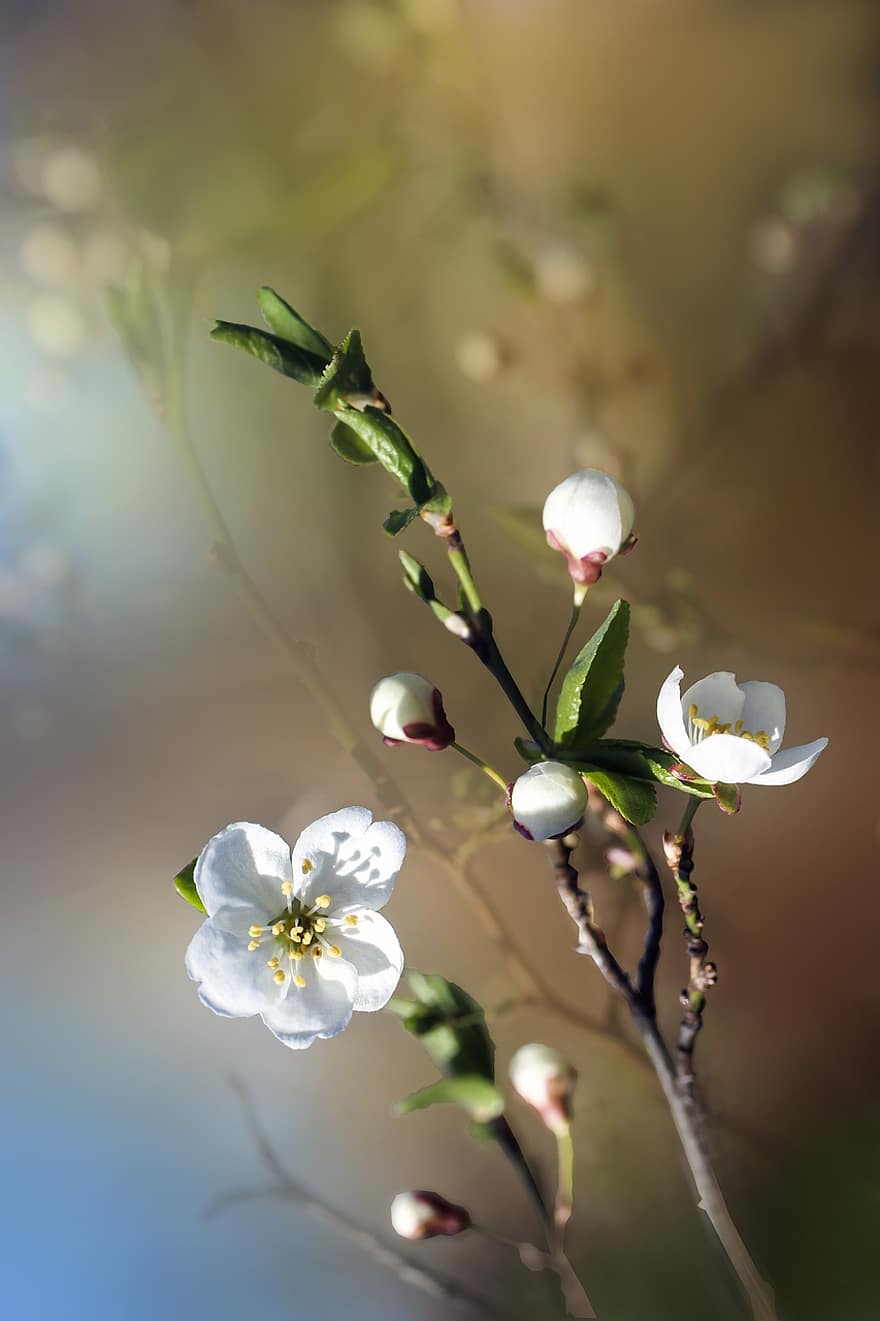 fiori, gemme, fiore di ciliegio, fiore di ciliegio bianco, fiori bianchi, albero, rametto, pianta fiorita, pianta, flora, giardino