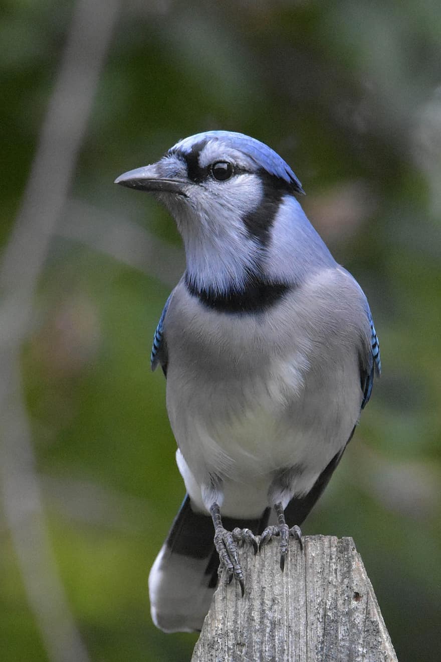 kuş, Blue Jay, ornitoloji