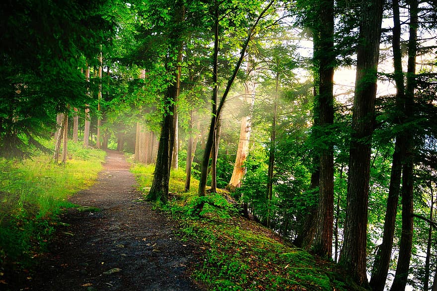 alberi, pista, foresta, boschi, sentiero, lago George, natura, albero, colore verde, paesaggio, estate