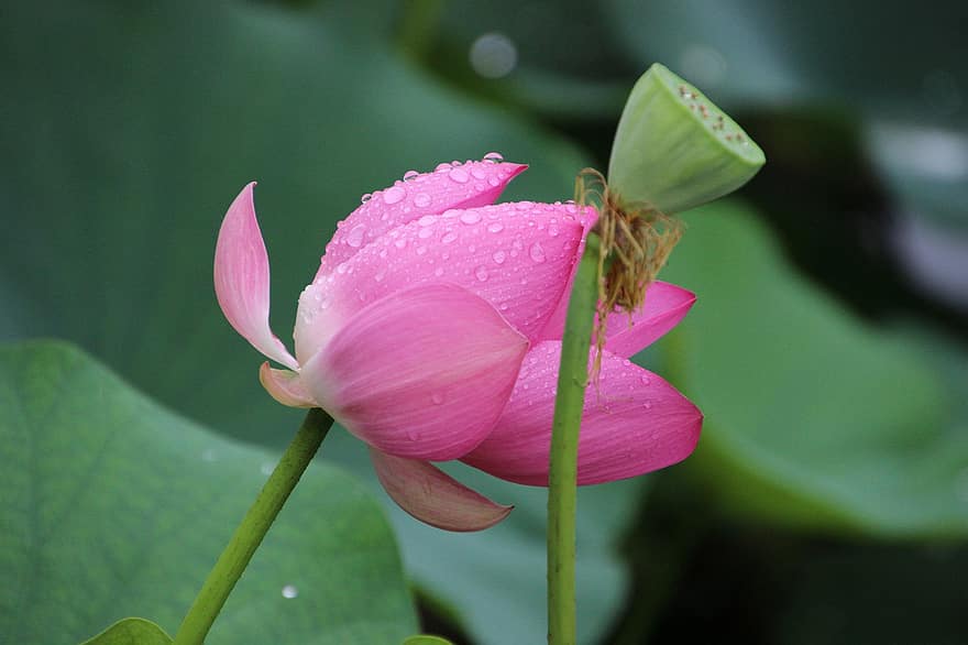 Lotus, Tau, Blume, Pflanze, Lotus Blume, Seerose, Blühen, blühend, Wasserpflanze, Flora, Botanik