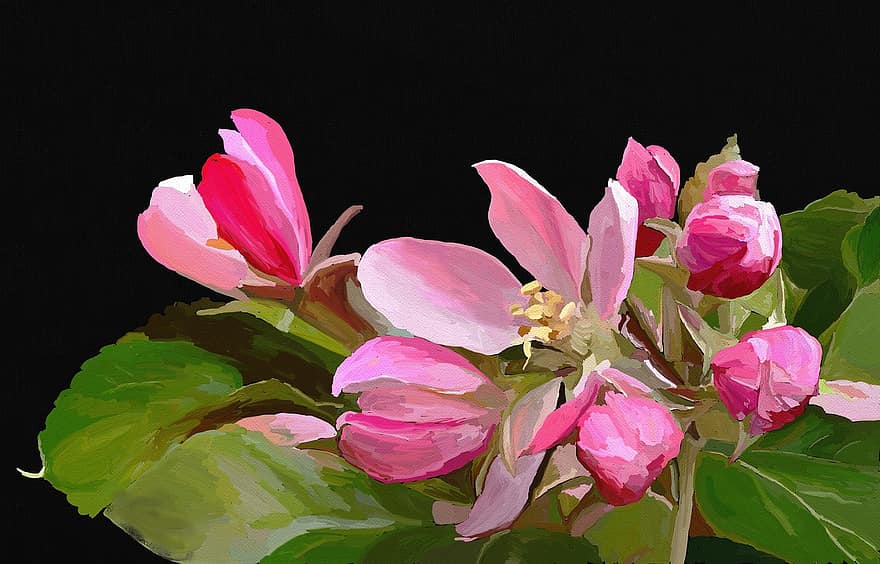magnolia, kukka, kevät, kukinta, pinkki, luonto, kaunis, kasvi, valkoinen, harmonia, oksat