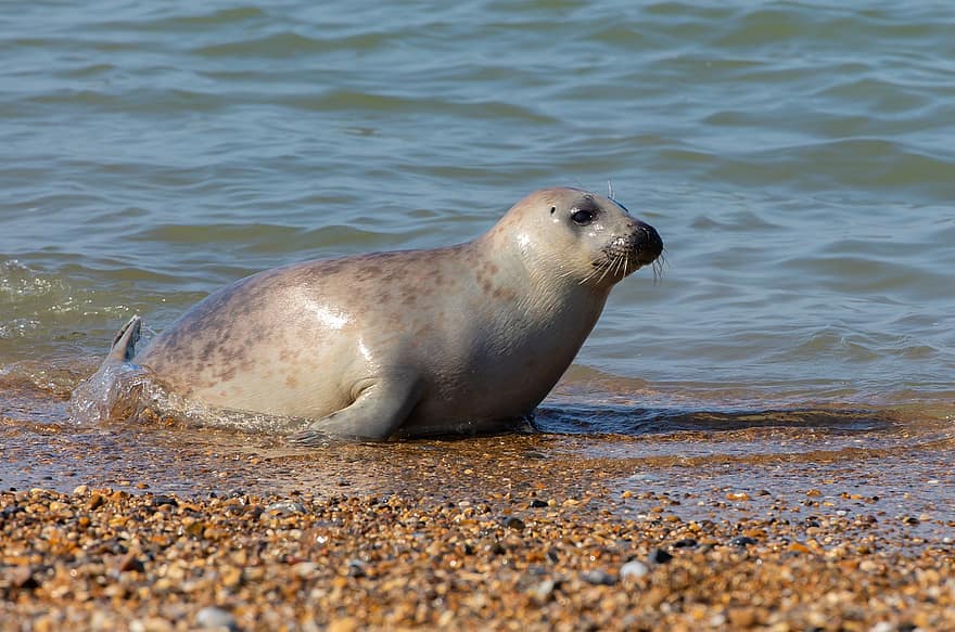 Seal Pup, Seal, Beach, Pinniped, Harbour Seal, Grey Seal, Pup, Harbor, Coast, Cute, Resting