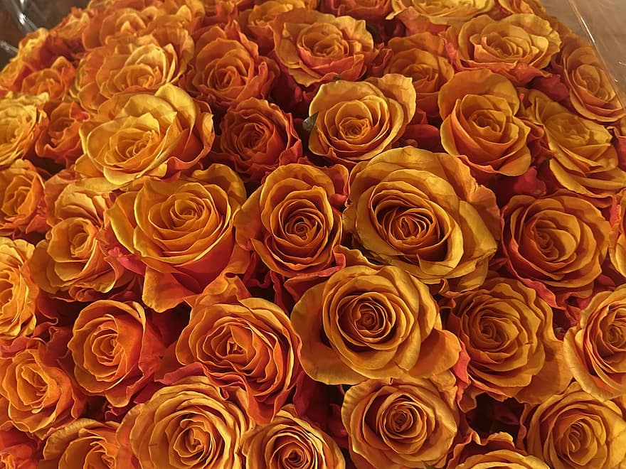 des roses, fleurs, bouquet, roses oranges, fleurs orange, cadeau, romance, fleur, pétale, arrière-plans, amour