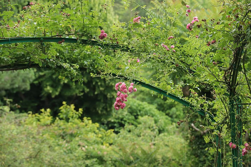 Giverny, Monet, ธรรมชาติ, ปลูก, สวน, ญี่ปุ่น