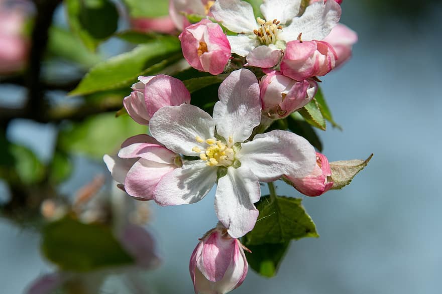 jablko květy, květiny, větev, okvětní lístky, bílé květy, květ, jabloň, jaro, Příroda, detail, list