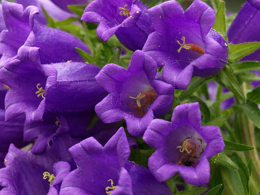 flors, botànica, violeta, primavera, naturalesa, campanes de canterbury, florir, flor, creixement, pètals