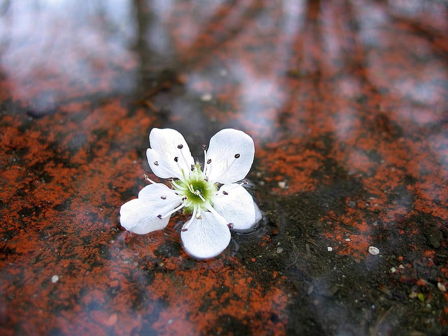 kwiat, kałuża, woda, biały kwiat, upadły kwiat, wiosenny kwiat, wiosna, rdza, porosty, tło, Tapeta