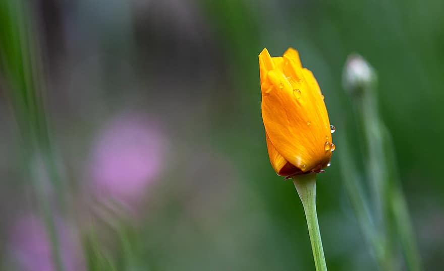 Flower, Blossom, Bloom, Drops, Flower Meadow, plant, summer, green color, close-up, yellow, flower head
