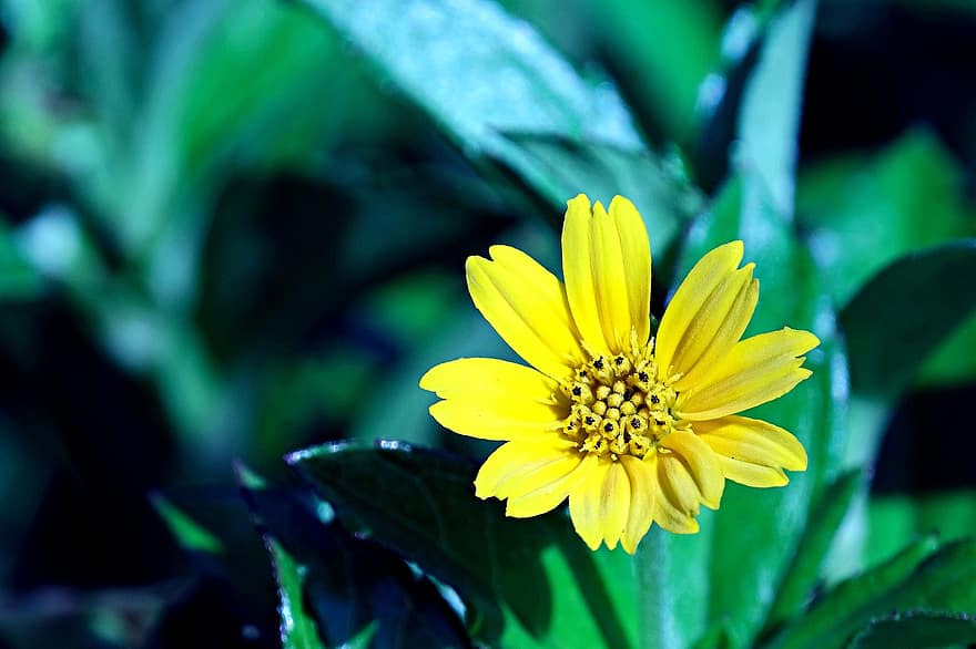 geltona Daisy, gėlė, augalų, geltona gėlė, žiedlapių, žydi, flora, pobūdį