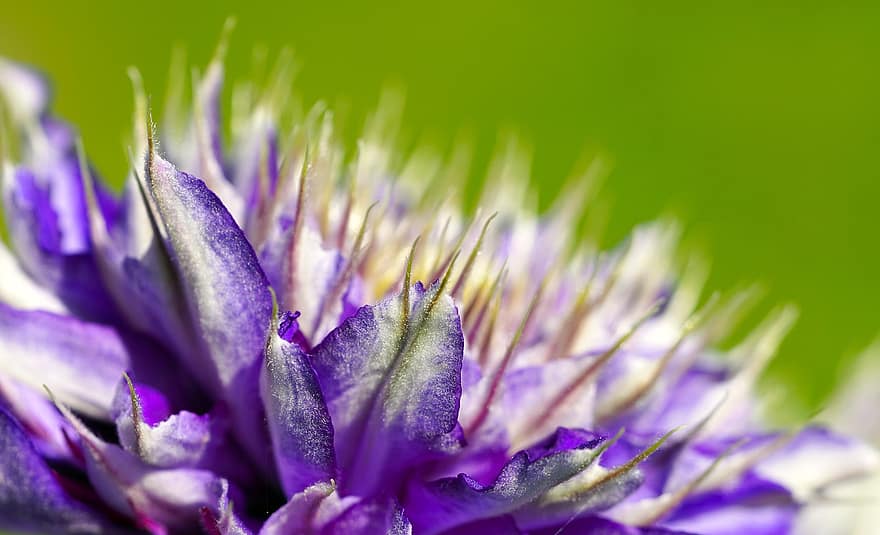 Flower, Clematis, Blossom, Bloom, Climber Plant, Nature, Flora, Close Up, close-up, purple, plant