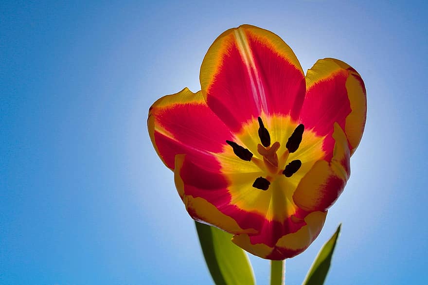 tulipan, blomst, anlegg, himmel, petals, pistil, natur, sollys