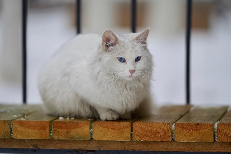 кошка, домашнее животное, животное, белый кот, Китти, внутренний, пушистый, кошачий, милый, млекопитающее, скамейка