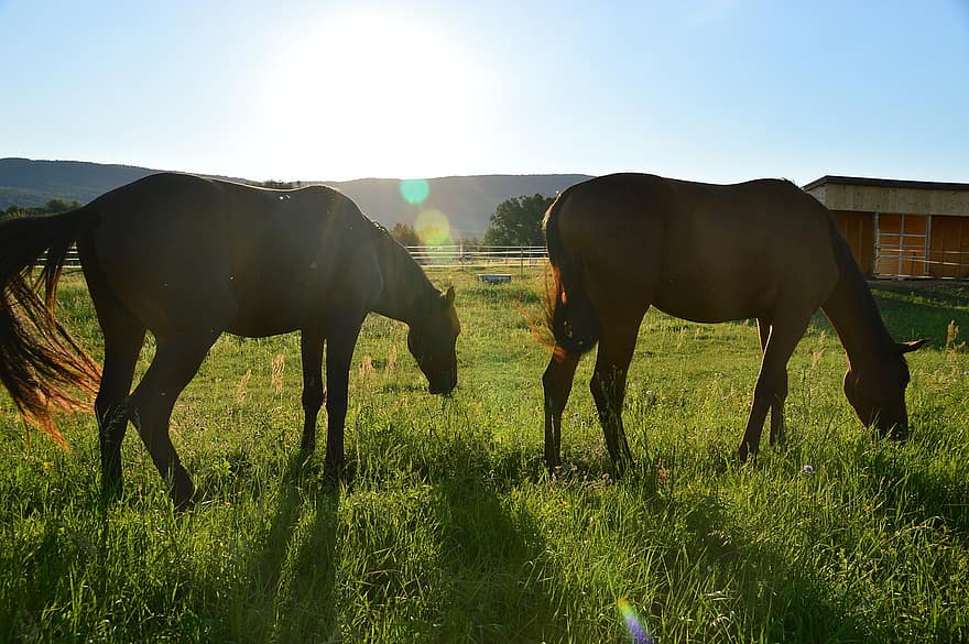 лошади, гроздь, Венгрия, трава, заход солнца, Пушту, есть, конь, Солнечный свет, Esfs потребует, Haufen