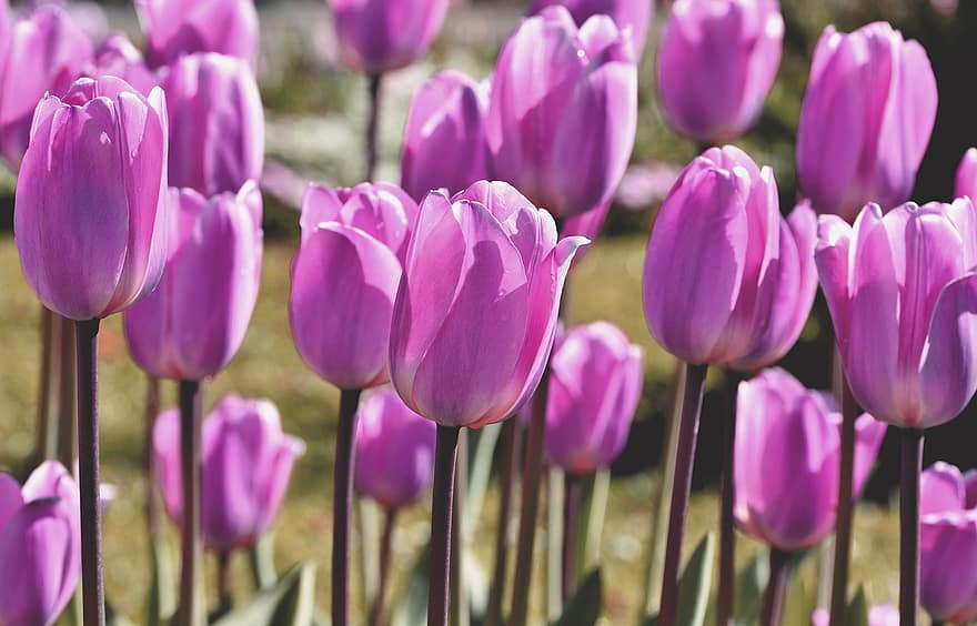 тюльпани, квіти, фіолетові тюльпани, фіолетові квіти, цвітіння, пелюстки, фіолетові пелюстки, тюльпанове поле, тульпенблюте, поле квітів, весняні квіти