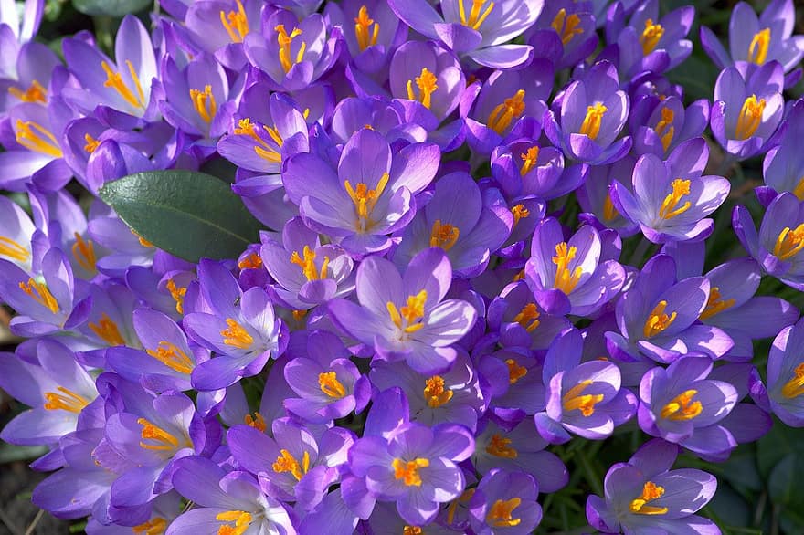 Crocus, Flowers, Purple Flowers, Garden, Spring, plant, close-up, flower, flower head, petal, summer