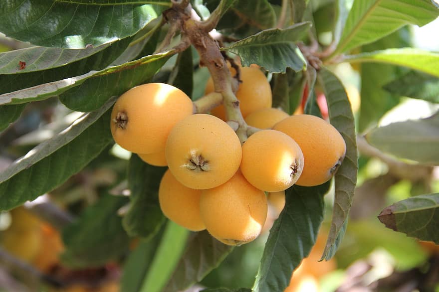 loquats, hedelmät, Loquat Tree