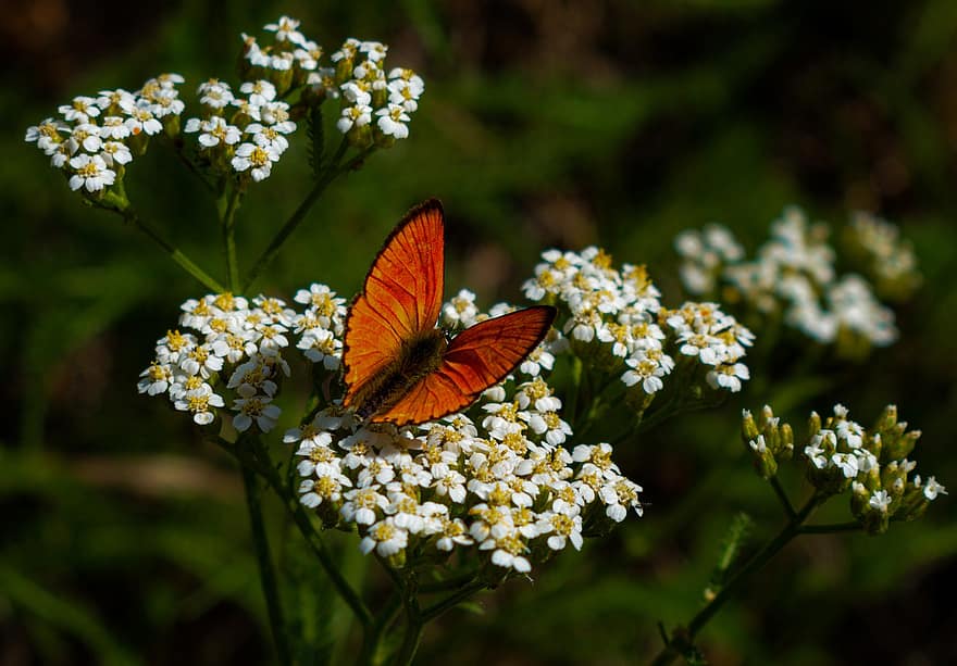 flor, mariposa, polinización, entomología, floración, alas, naturaleza, primavera, prado, campo, verano