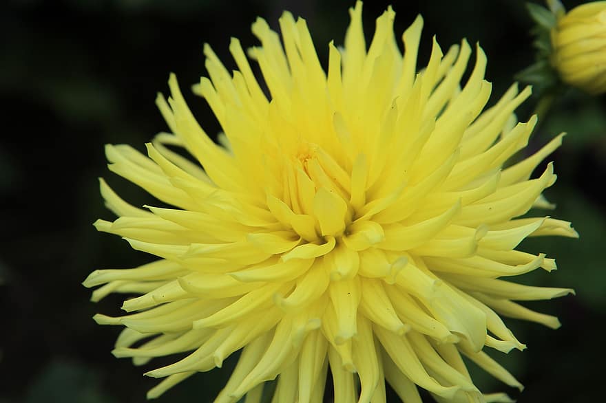 Yellow Flower, Dahlia, Yellow Dahlia, Nature, Garden