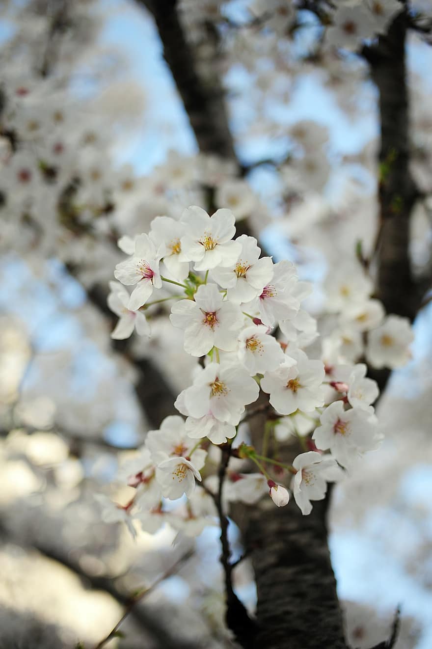 cseresznyevirág, Sakura, virágok, tavaszi, természet, faipari, növények, cseresznyefa, fa