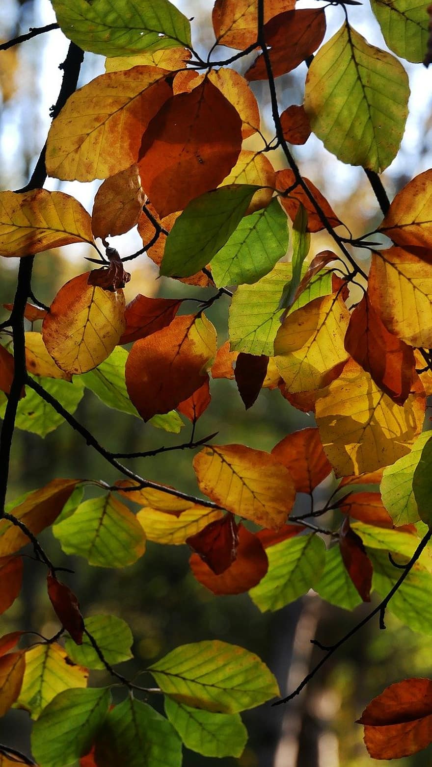 listy, povlečení na postel, podzim, les, list, žlutá, sezóna, strom, pozadí, vícebarevné, říjen
