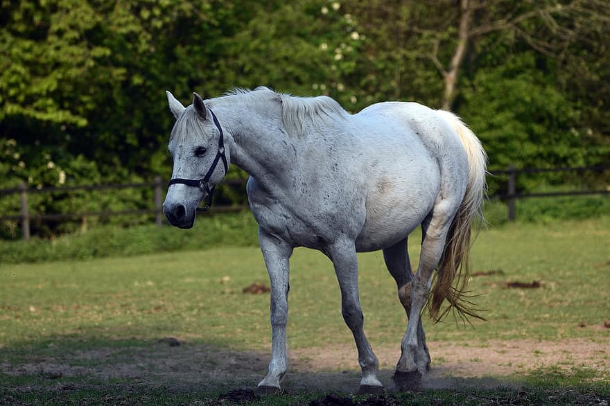 cavall, animal, mamífer, equí, cavall blanc, naturalesa, cua, crinera, bellesa, prat, granja