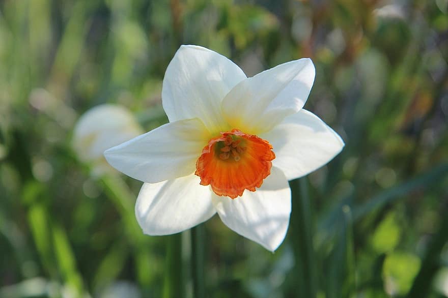 narciss, vit narcissus, påsklilja, vit påsklilja, vit blomma, blomma, vår, botanisk trädgård, trädgård, natur, närbild