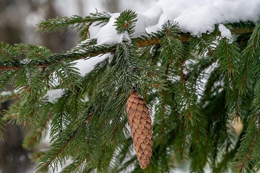 шишка, дерево, снег, зима, сосновые иглы, листья, ветви, веточки, мороз, холодно, куст
