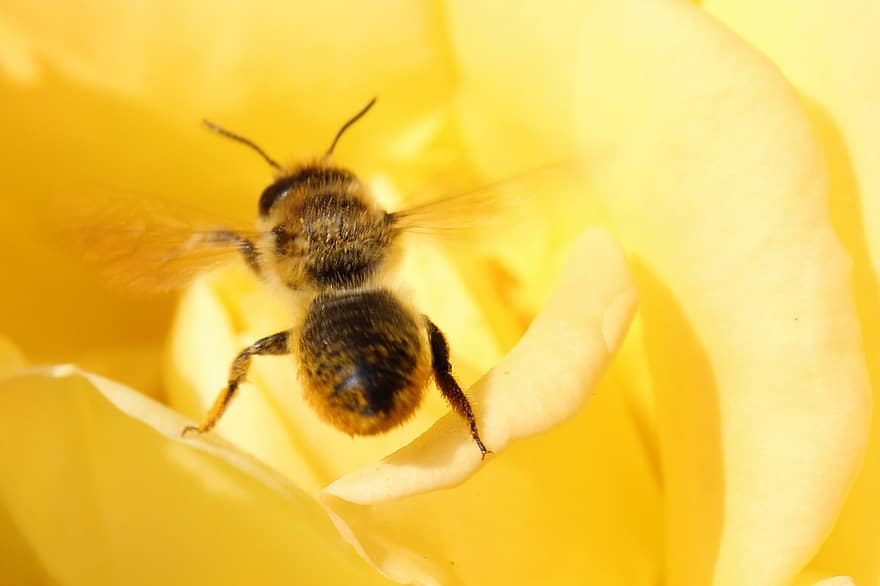 пчела, цветок, Роза, насекомое, опыление, желтый цветок, лепестки, природа, летом
