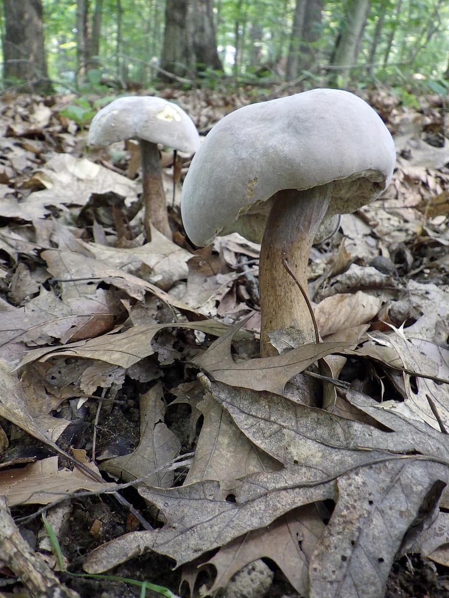 sopp, skog, fungi