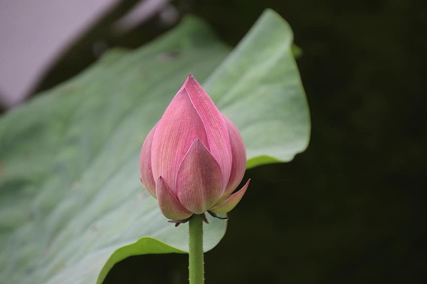 Lotus, Flower, Bud, Water Lily, Blooming, Blossoming, Plant, Aquatic Plant, Flora, Pond, Nature