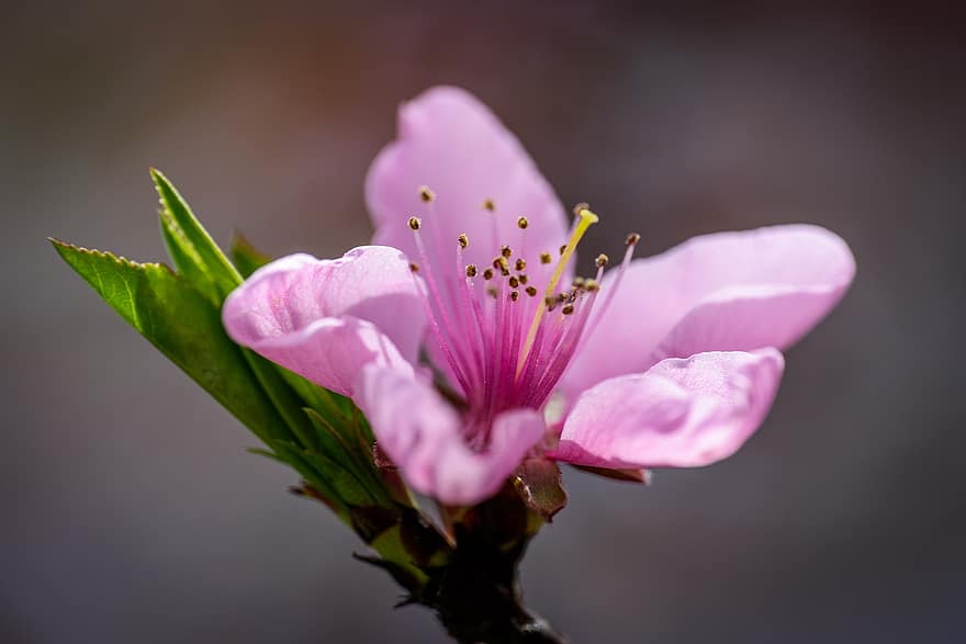 Spring, Flower, Peach Blossom, Macro Photography, Botany, Bloom, close-up, plant, petal, flower head, blossom