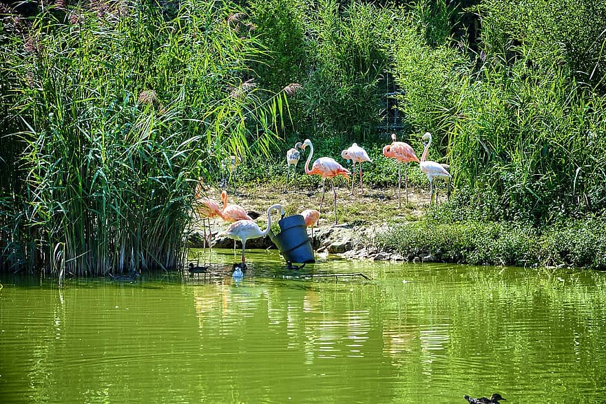 flamingoja, lintuja, lintupuisto, järvi, lampi, Villars Les Dombes