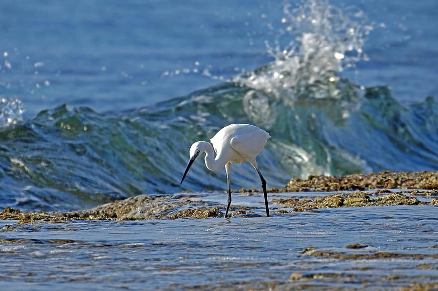 малка бяла чапла, птица, морски бряг, плаж, egretta garzetta, чапла, бяла чапла, водна птица, животно, дивата природа, фауна