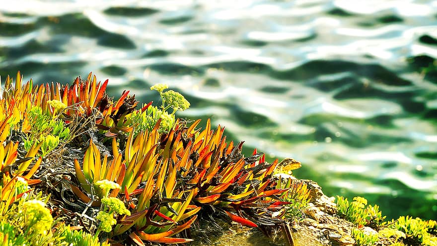 mar, flor, algas, algas marinas, floración, plantas, flora, playa