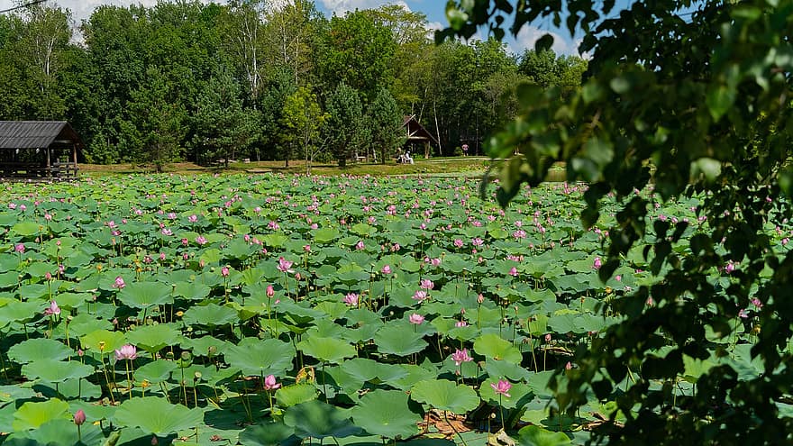 la nature, étang, nénuphars, lotus, Lac