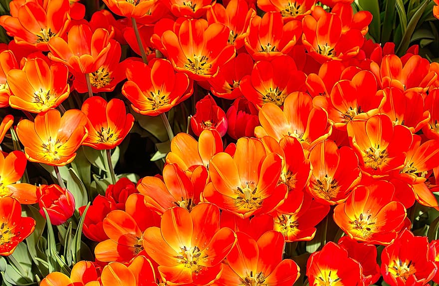 Orange, fleurs, tulipes, tulipes orange, jardin de tulipes, pétales, fleurs orange, pétales orange, Floraison, fleur, flore