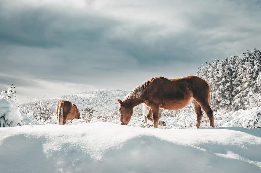 kuda, musim dingin, padang rumput, hewan, mamalia, jenis, salju, tanah pertanian, pemandangan pedesaan, kuda jantan, gunung