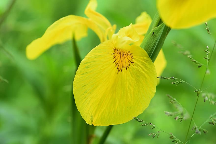 flor, planta, iris amarillo, Vegetación de pantano, pétalos, vástago, hierba, naturaleza