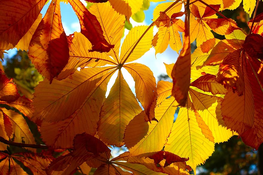 葉、ブランチ、秋、紅葉、黄色の葉、木、工場、自然、日光、バックライト、黄