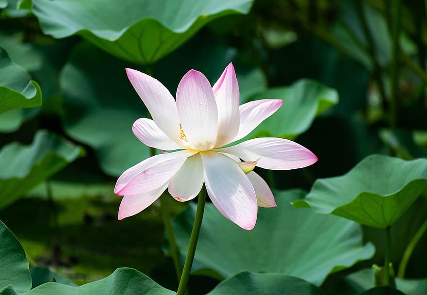 Lotus, Blume, Rosa, Meditation, Natur, Teich, blühen, Zen, Frieden, Blumen-, Pflanze