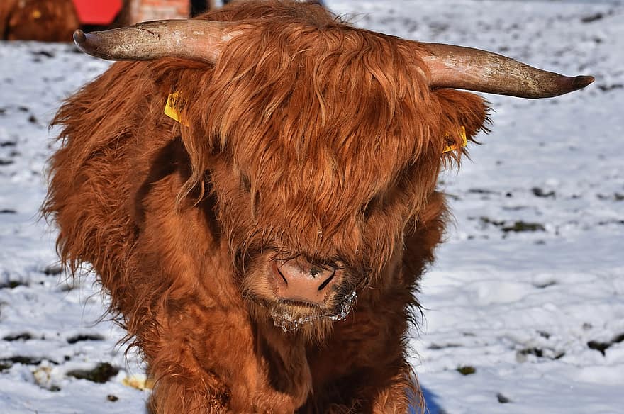 Highland Cattle, Cow, Horns, Cattle, Ruminant, Bull, Highland Cow, Mammal, Farm Animal, Close Up, farm