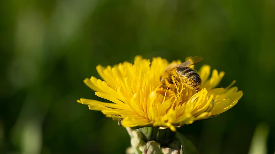 пчела, насекомое, одуванчик, опыление, пыльца, цветок, завод, сад, природа, весна, закрыть