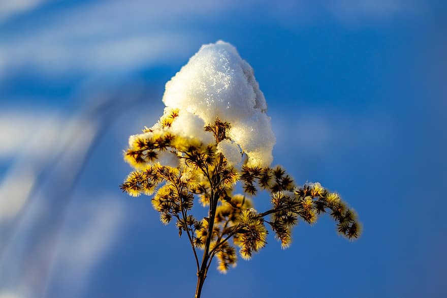 Winter, Snow, Flower, Wildflower, close-up, blue, season, yellow, plant, leaf, tree
