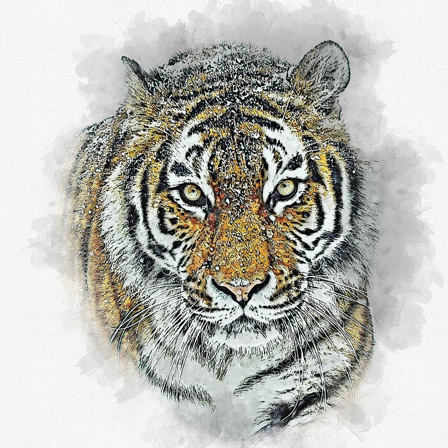 amur tiger, tiger, kattdjur, vild, katt, sibirisk, rovdjur