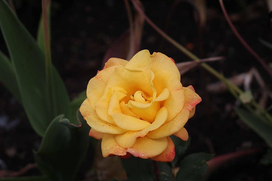花、黄色いバラ、黄色い花、ローズ、庭園