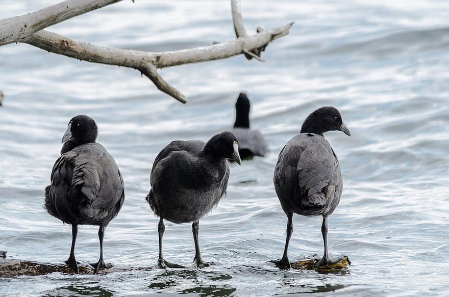 Birds, American Coot, Ornithology, Species, Fauna, Avian, beak, animals in the wild, feather, water, seagull